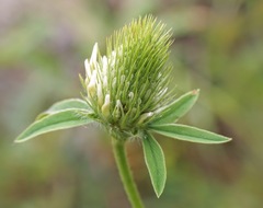 Trifolium ochroleucon