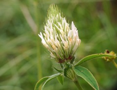 Trifolium ochroleucon