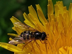 Dasysyrphus venustus