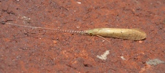 Nectopsyche pavida