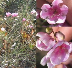 Tritonia squalida