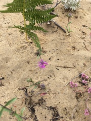 Monardella sinuata nigrescens