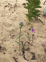 Monardella sinuata nigrescens