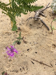 Monardella sinuata nigrescens