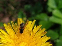 Dasysyrphus venustus