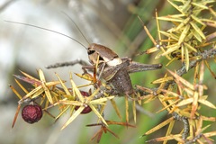 Pholidoptera dalmatica