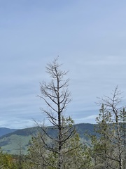 Selasphorus calliope