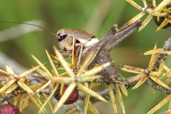 Pholidoptera dalmatica