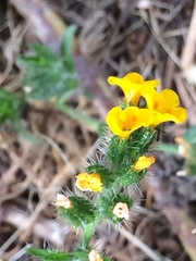 Amsinckia spectabilis