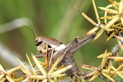 Pholidoptera dalmatica