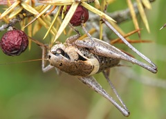 Pholidoptera dalmatica