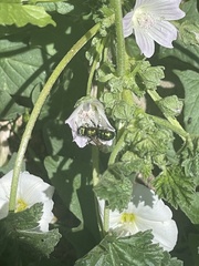 Hoplitis fulgida fulgida