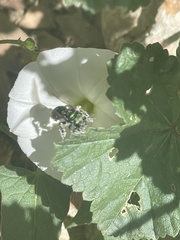 Hoplitis fulgida fulgida