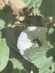 Hoplitis fulgida fulgida