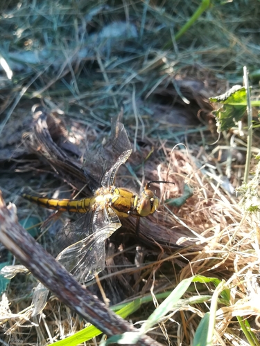 Orthetrum cancellatum