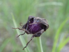 Microbotryum tragopogonis-pratensis