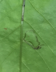 Neurobathra strigifinitella