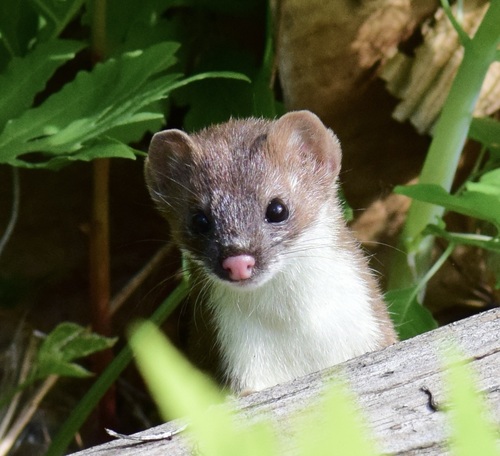 Long-tailed Weasel
