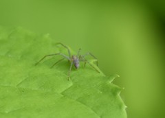 Philodromus albidus