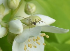 Philodromus albidus