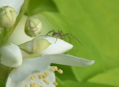 Philodromus albidus