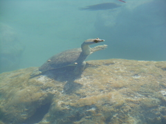 Apalone spinifera emoryi