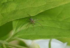 Philodromus albidus