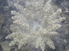 Actinodendron alcyonoideum