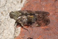 Melanoliarus placitus
