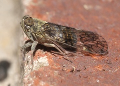 Melanoliarus placitus