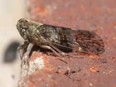 Melanoliarus placitus