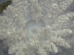 Actinodendron alcyonoideum