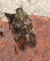 Melanoliarus placitus