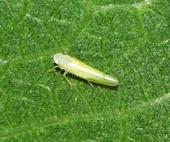 Ficocyba ficaria