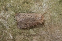 Agrotis turatii