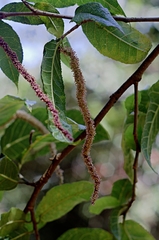 Streblus pendulinus