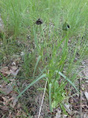 Microbotryum tragopogonis-pratensis