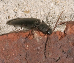 Megapenthes insignis