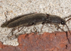 Megapenthes insignis