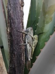 Anacridium aegyptium