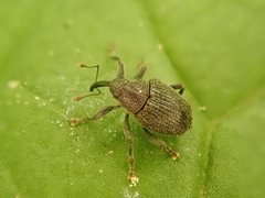 Ceutorhynchus alliariae