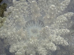 Actinodendron alcyonoideum