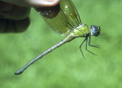 Coryphaeschna amazonica