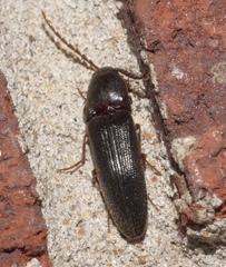 Megapenthes insignis