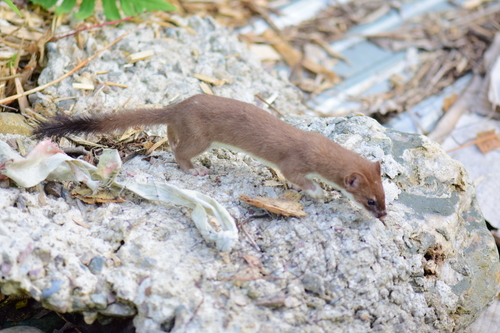 Long-tailed Weasel, photo 8 of 9