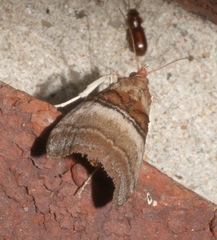 Pococera militella