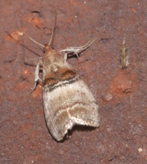 Pococera militella