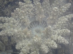 Actinodendron alcyonoideum