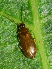 Scraptia dubia