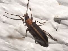 Oxycopis mimetica